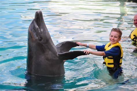 Dolphin Magic Grooming Clippers: Keeping Your Dolphins Happy and Healthy